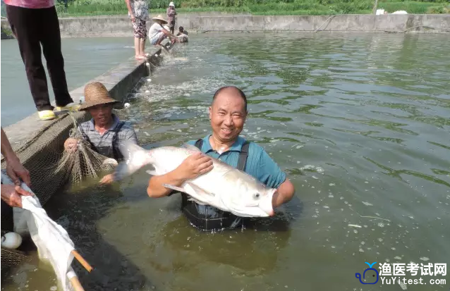 鳙鱼养殖