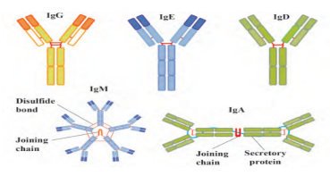 免疫球蛋白的种类