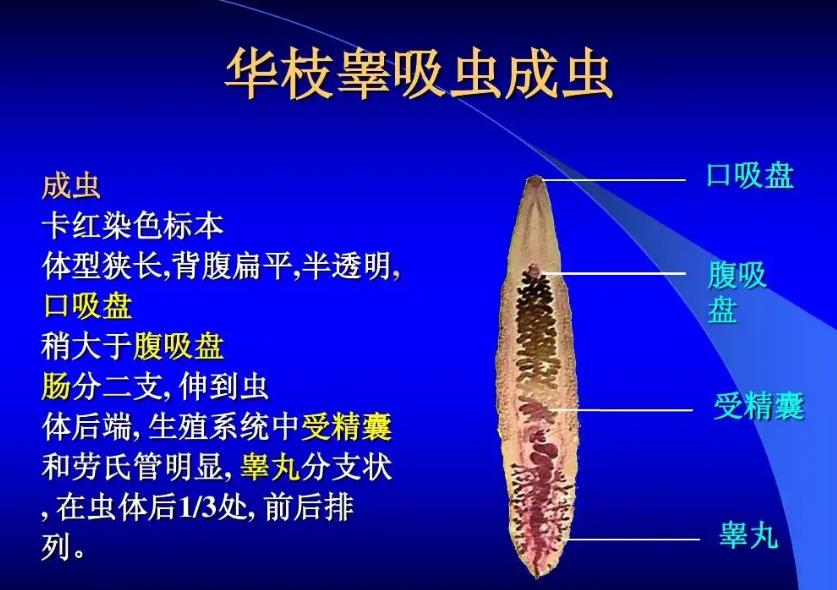 华支睾吸虫