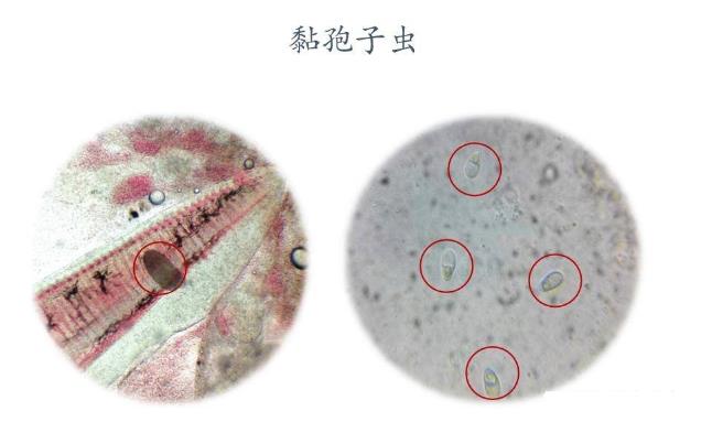 寄生虫图片