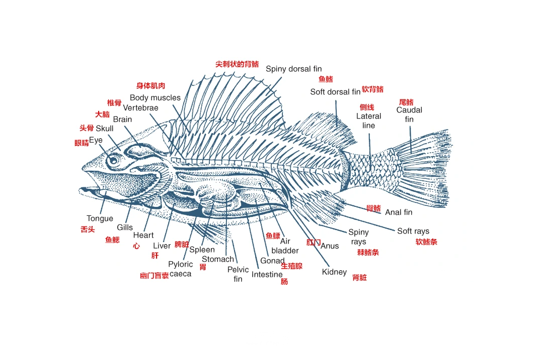 鲈鱼中英文解剖基础知识.png