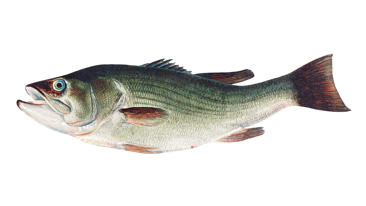 largemouth-bass-6254425_1280.png