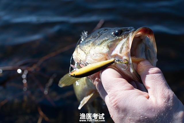 largemouth-bass-5110208_640.jpg