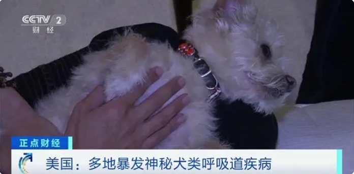 犬类病毒.png