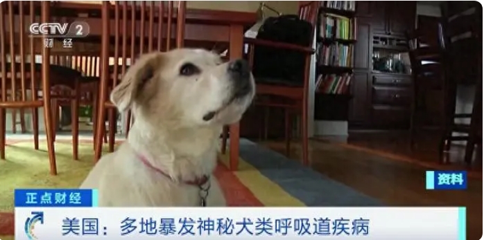 犬类病毒1.png