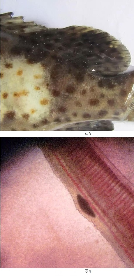 海水鱼淀粉卵涡鞭虫病及其防控.png