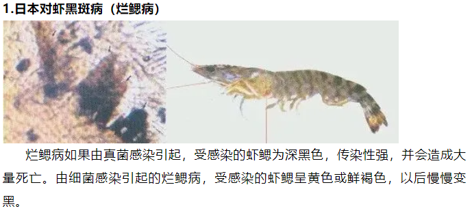 日本对虾黑斑病（烂鳃病）
