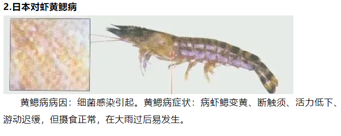 日本对虾黄鳃病