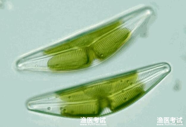 {nex_medvideo_cover_cover}