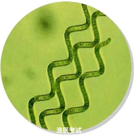 {nex_medvideo_cover_cover}