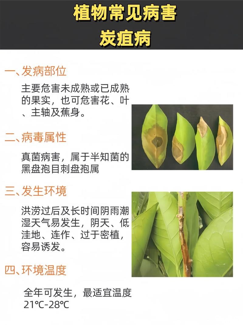 炭疽病1.jpeg